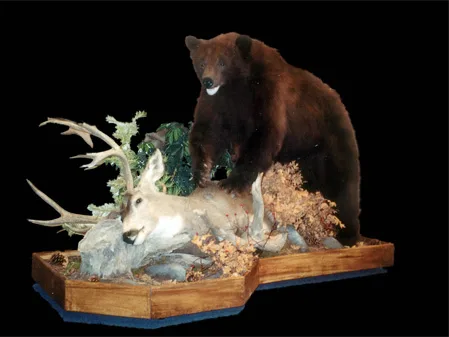 Black bear mount standing over a mule deer buck on a wooden habitat base