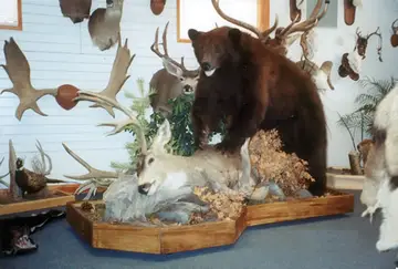 Taxidermy work from the Bragging Room, photo 1