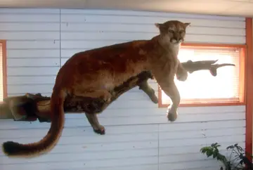 Taxidermy work from the Bragging Room, photo 152