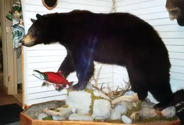 Taxidermy work from the Bragging Room, photo 155