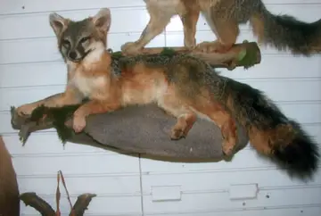 Taxidermy work from the Bragging Room, photo 158