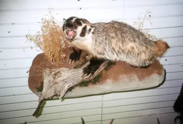Taxidermy work from the Bragging Room, photo 162