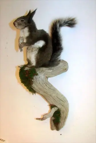 Taxidermy work from the Bragging Room, photo 167
