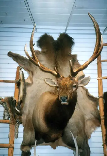 Taxidermy work from the Bragging Room, photo 175