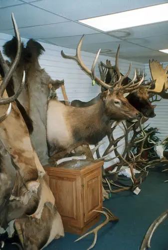 Taxidermy work from the Bragging Room, photo 176