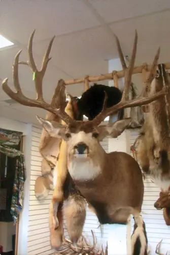Taxidermy work from the Bragging Room, photo 179