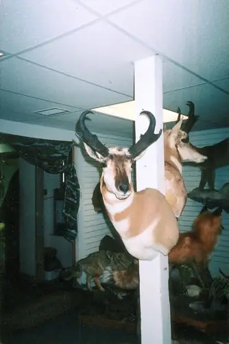 Taxidermy work from the Bragging Room, photo 180