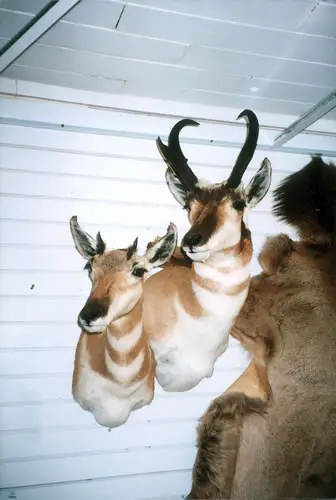 Taxidermy work from the Bragging Room, photo 182