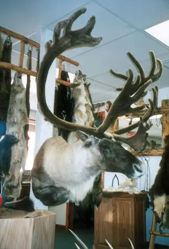 Taxidermy work from the Bragging Room, photo 185