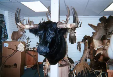 Taxidermy work from the Bragging Room, photo 188