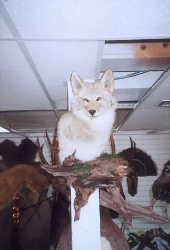 Taxidermy work from the Bragging Room, photo 190