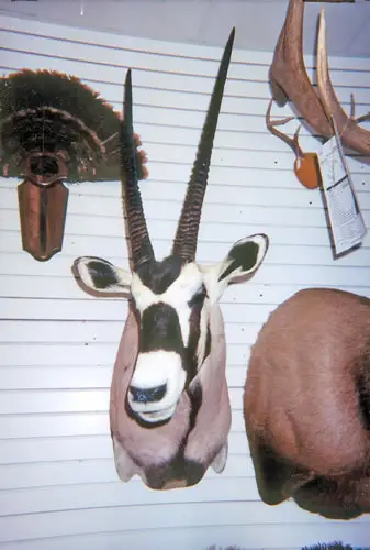 Taxidermy work from the Bragging Room, photo 200