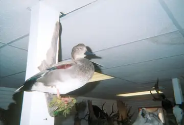 Taxidermy work from the Bragging Room, photo 206