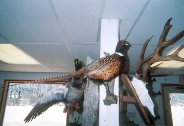 Taxidermy work from the Bragging Room, photo 207