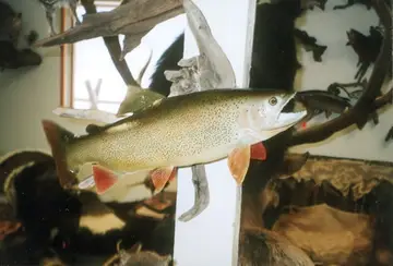 Taxidermy work from the Bragging Room, photo 212