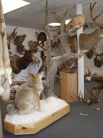 Taxidermy work from the Bragging Room, photo 97