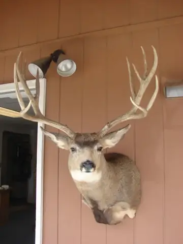 Taxidermy work from the Bragging Room, photo 145