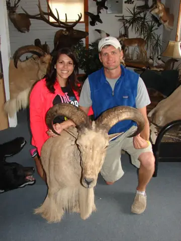 Chester Aoudad, 17 In. Cape — Bragging Room photo 27