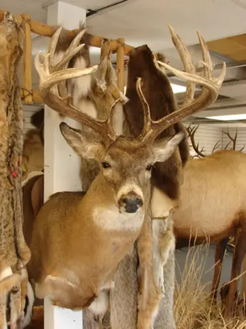 Taxidermy work from the Bragging Room, photo 216