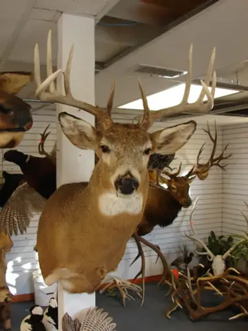 Taxidermy work from the Bragging Room, photo 217