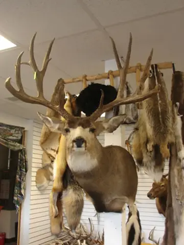 Taxidermy work from the Bragging Room, photo 220