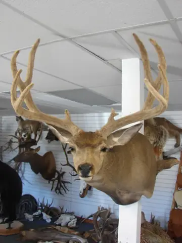 Taxidermy work from the Bragging Room, photo 221
