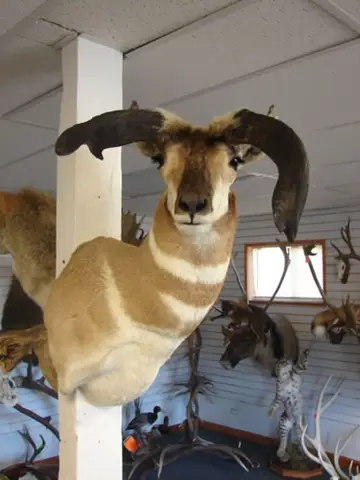 Taxidermy work from the Bragging Room, photo 222