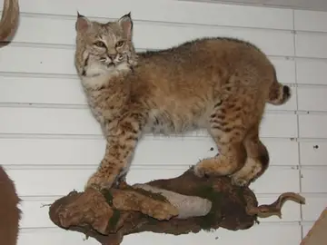 Taxidermy work from the Bragging Room, photo 151