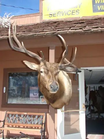Taxidermy work from the Bragging Room, photo 141