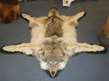 Taxidermy work from the Bragging Room, photo 127