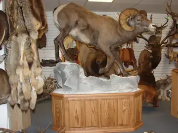 Taxidermy work from the Bragging Room, photo 129