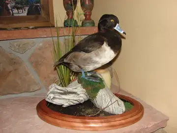 Taxidermy work from the Bragging Room, photo 133