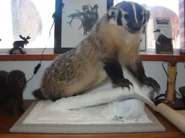 Taxidermy work from the Bragging Room, photo 134