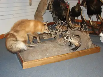 Fox With Badger, White Elk — Bragging Room photo 99