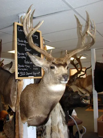 Colorado Mule Deer