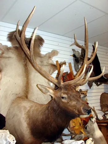 Colorado Elk