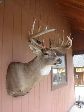 Deer-170 class