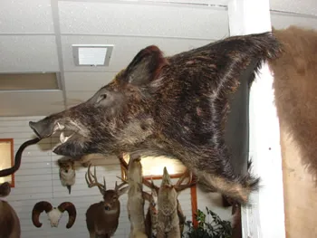 Wild Hog wall pedestal shoulder mount w/open mouth