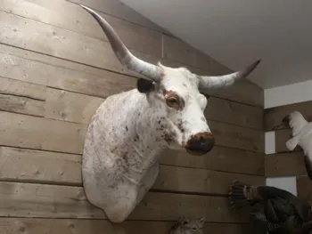 Longhorn shoulder mount
