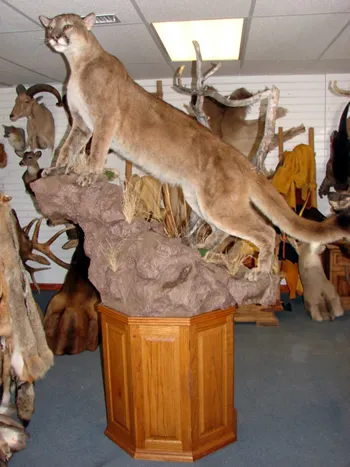 Mountain Lion lifesize mount